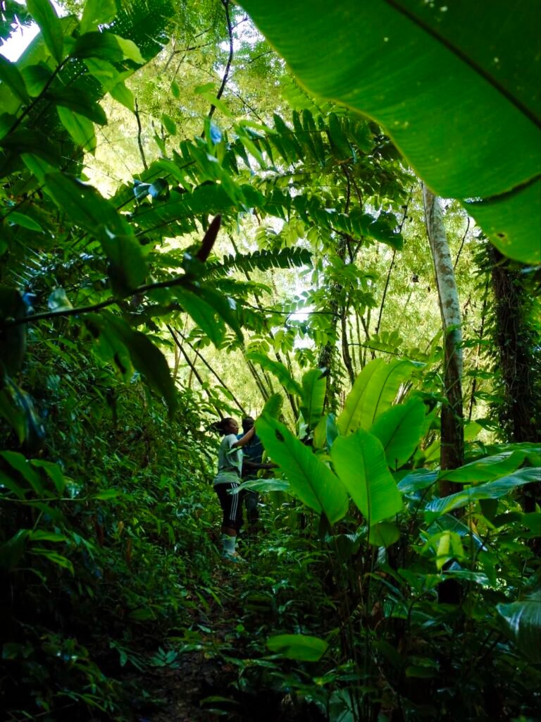 Two people standing in the thick rain forest