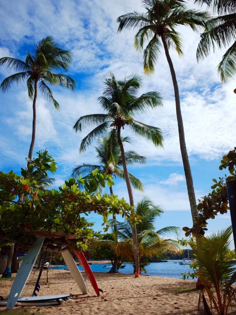 Palm trees, colorful surf boards in front of water body, at Mt Irvine Beach in Tobago