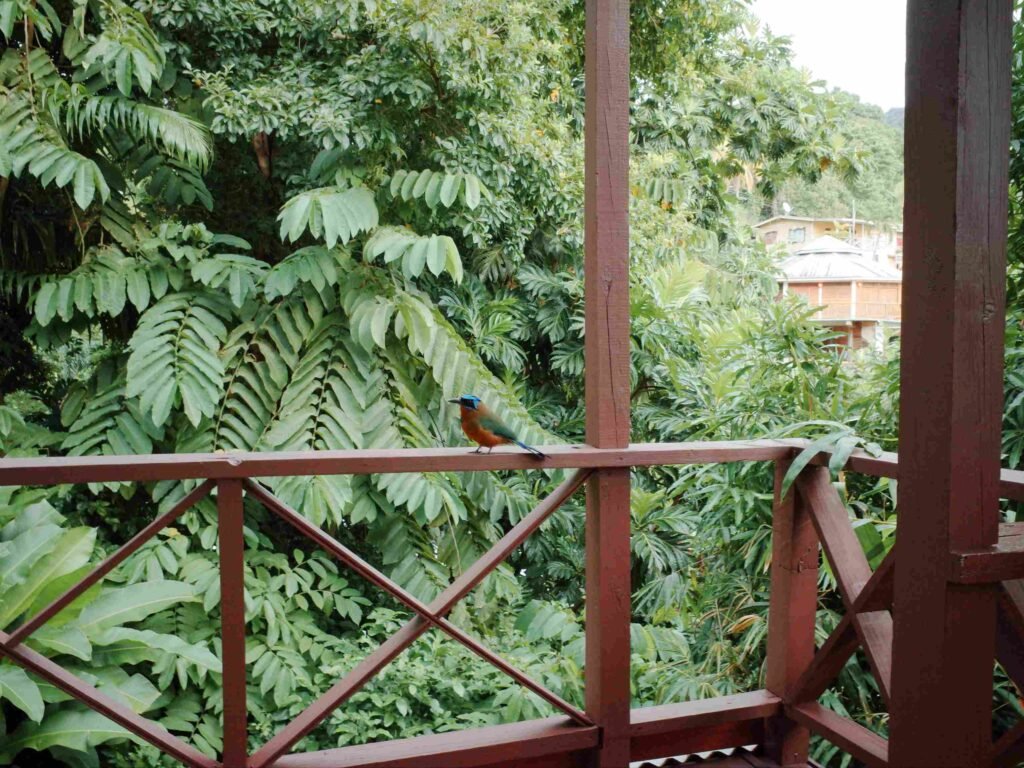 Trinidad motmot bad on building railing in tobago