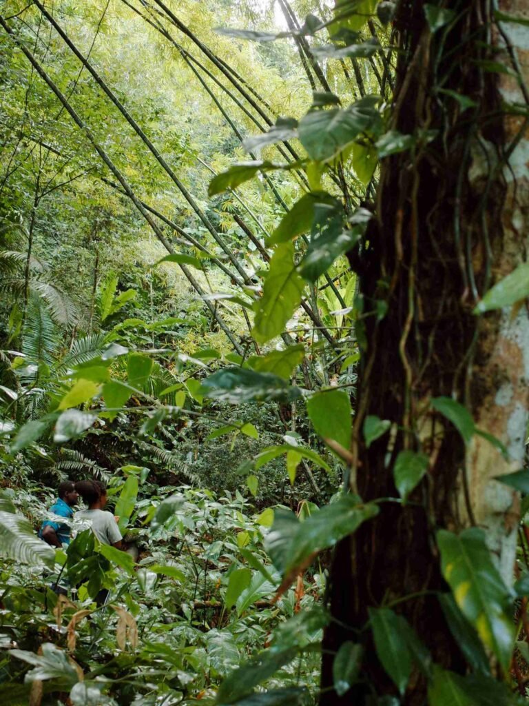 closeup view of two people hidden in the dense growth of Main ridge forest reserve in tobago
