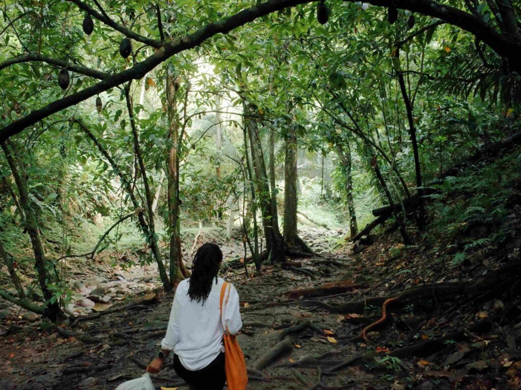 woman walking under a canopy of dense rainforest with cocopods hanging in the sky